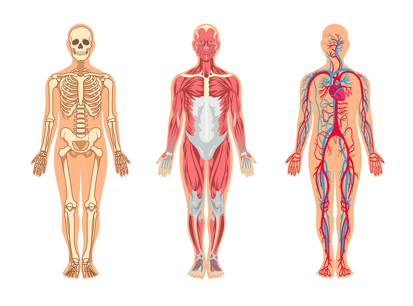 antropometria-forense